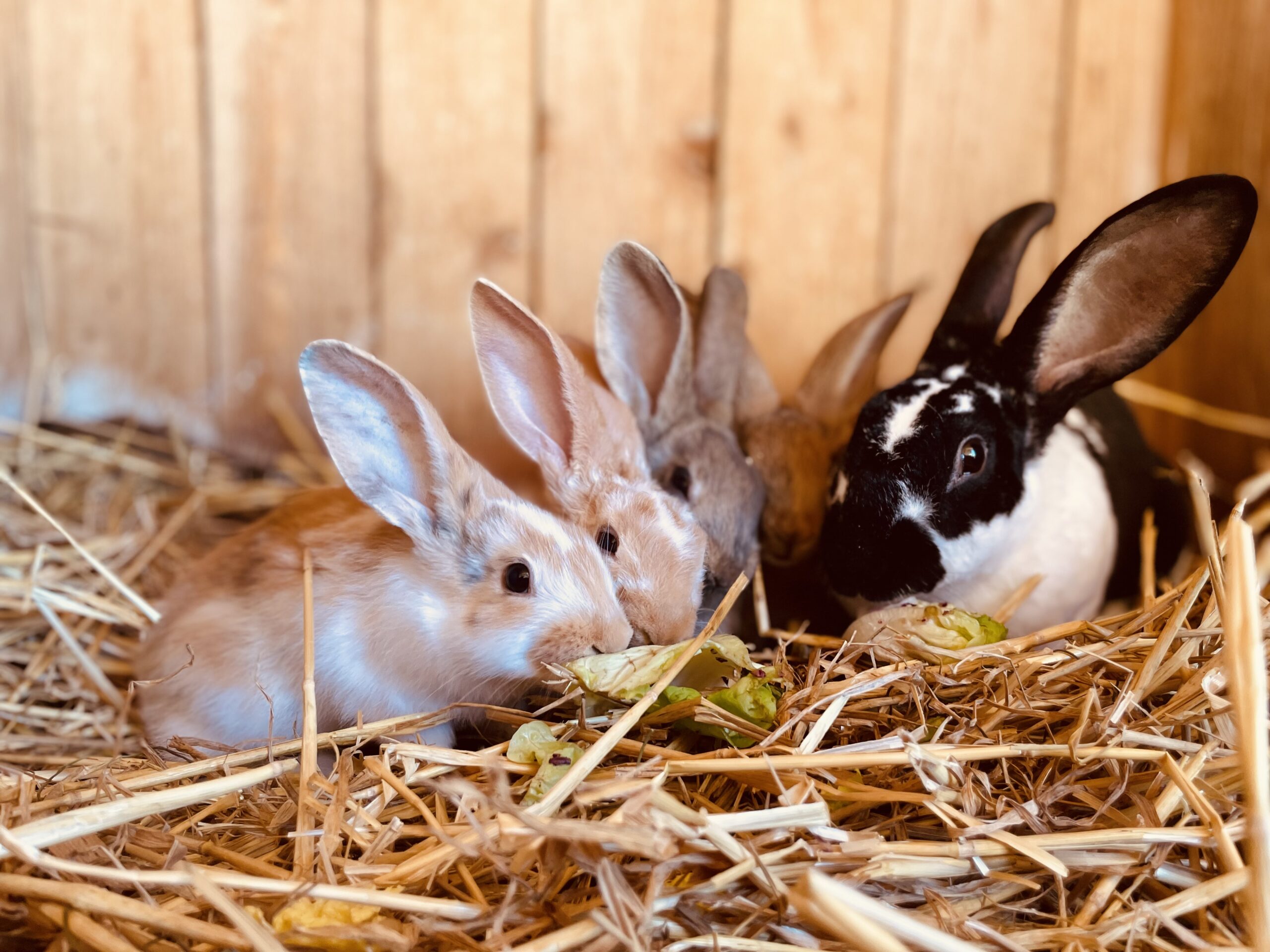 lapin