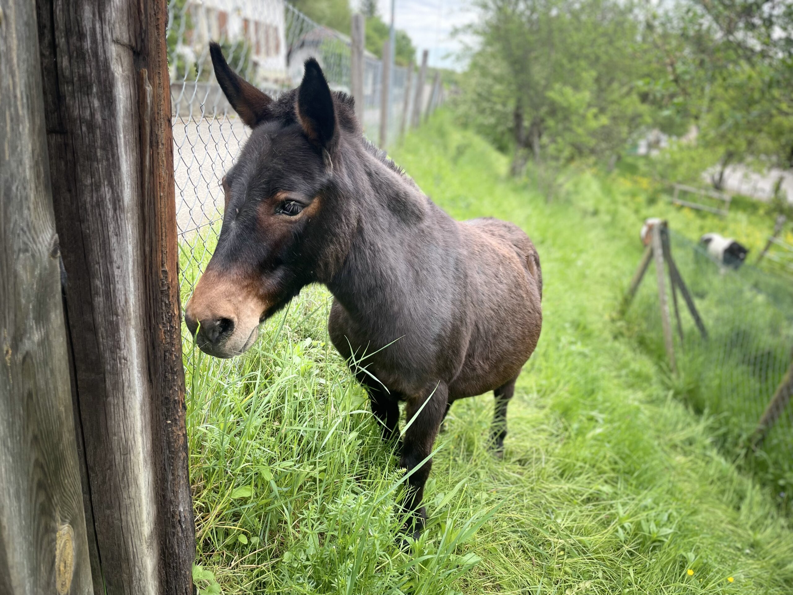 poney